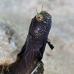 blenny_sailfin_bs_lc_v_0011_cay0539.jpg